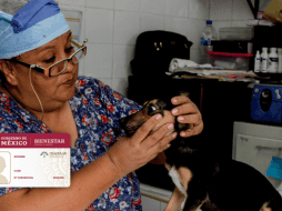 Los adultos mayores pueden llevar a sus mascotas a alguna veterinaria en caso de enfermedad y recibir un descuento. EL INFORMADOR/ ARCHIVO