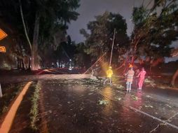 26 árboles cayeron durante la madrugada tras la lluvia. EL INFORMADOR/ H. Escamilla