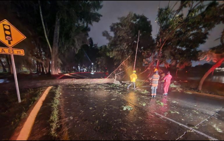 26 árboles cayeron durante la madrugada tras la lluvia. EL INFORMADOR/ H. Escamilla