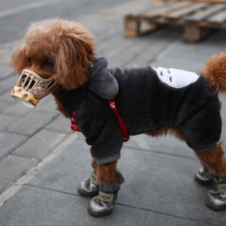 Perrhijos, la otra manera de tener familia de los millenials