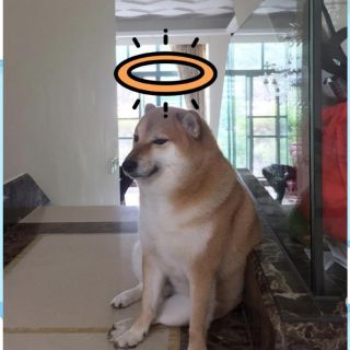 Cheems, el perrito del famoso meme murió y las redes entristecen