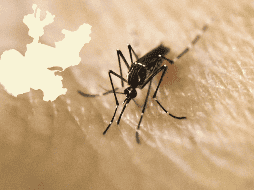 En comparación del año pasado, la cifra de casos de dengue ha aumentado, ya que en la misma semana 31 de 2022, había apenas 14 casos de dengue. AFP / ARCHIVO