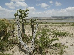El nombre del municipio de los Altos Norte deriva de la abundancia de ojos de agua en el lugar. EL INFORMADOR / ARCHIVO