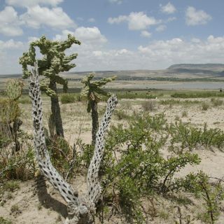 ¿Cuál municipio de Jalisco limita con casi 4 estados de México?