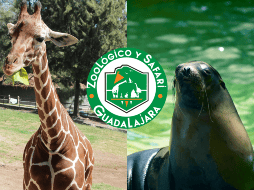 A partir de este viernes 25 y hasta el domingo 27, los niños de 3 a 11 años podrán ingresar pagando solamente $1 peso. FACEBOOK/ZOOLOGICO GUADALAJARA