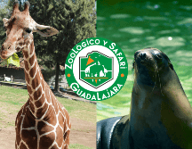 A partir de este viernes 25 y hasta el domingo 27, los niños de 3 a 11 años podrán ingresar pagando solamente $1 peso. FACEBOOK/ZOOLOGICO GUADALAJARA