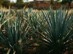 Si quieres ir a Tequila y no quieres batallar por el transporte, aprovecha los autobuses que salen exclusivamente a este municipio. Pexels.