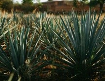 Si quieres ir a Tequila y no quieres batallar por el transporte, aprovecha los autobuses que salen exclusivamente a este municipio. Pexels.