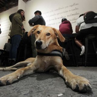 ¿Cómo se le dice en Guadalajara a los perros?