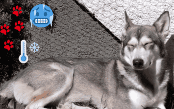 un perro siente frio