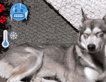 La raza husky tiende a tener menos frío debido a su pelaje. INSTAGRAM / @aidahdz__