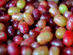 Las uvas pueden ser un tratamiento contra las várices. EL INFORMADOR/ ARCHIVO
