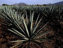 Visitar hermosos destinos turísticos siempre nos deja con ganas de más. INFORMADOR/ARCHIVO