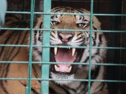 El municipio no informó si en la finca de donde escapó el animal aún hay tigres en cautiverio, pues en 2020 y en abril de 2023, felinos de este tipo ya se habían escapado del predio y se afirmaba, quedaban todavía dos ejemplares más en cautiverio. CORTESÍA / Ayuntamiento de Tlajomulco
