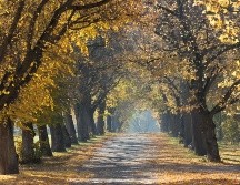 El otoño está próximo a llegar, en este año entrará durante el mes de septiembre. Unsplash.