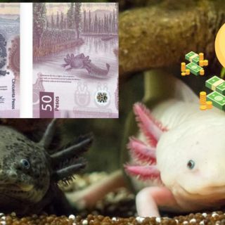 Características que debe tener tu billete de 50 pesos del ajolote para venderlo en millones