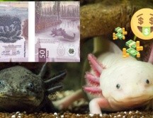 El billete de 50 pesos se ha vuelto especial en México. ESPECIAL/Banco de México/UNSPLASH