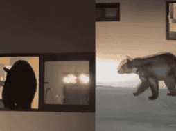 Un oso negro fue visto salir de una casa tras asaltar el refrigerador. Captura de pantalla de vídeo.