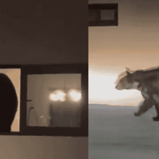 Oso negro entra a casa en Nuevo León para comer salmón y un durazno (VIDEO)