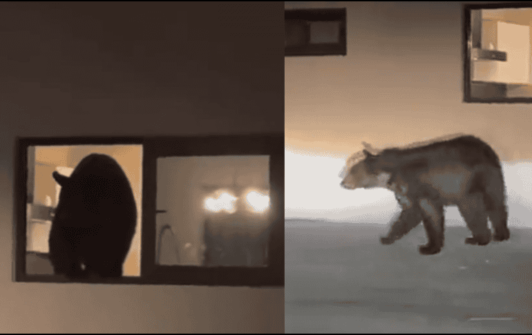 Un oso negro fue visto salir de una casa tras asaltar el refrigerador. Captura de pantalla de vídeo.