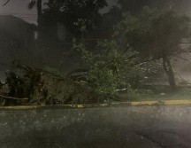 Protección Civil de Guadalajara y Zapopan reportaron árboles caídos en varios puntos del municipio. ESPECIAL