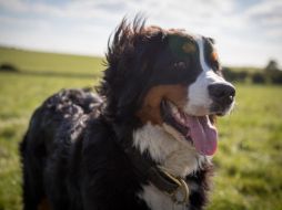 Sin duda alguna de laos animales más queridos por el ser humano son los perros, pues más allá de que sea una mascota, se vuelven parte importante de nuestras vidas y el amor que les tenemos es inexplicable. Pixabay / fujicanon