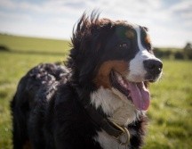 Sin duda alguna de laos animales más queridos por el ser humano son los perros, pues más allá de que sea una mascota, se vuelven parte importante de nuestras vidas y el amor que les tenemos es inexplicable. Pixabay / fujicanon