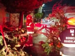 Lluvias derriban más árboles; el Centro es el más afectado