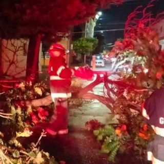 Lluvias derriban más árboles; el Centro es el más afectado