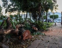 Este año suman mil 602 árboles que han caído a causa del temporal, una cifra superior a los mil 226 documentados en todo el año pasado. EL INFORMADOR / H. Figueroa