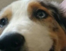 El hombre restringió de alimentos, agua y cuidados veterinarios al perrito que era usado como imagen “pet friendly” del lugar. ESPECIAL