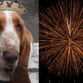 ¡Ojo! Así puedes proteger a tus perros de la pirotecnia