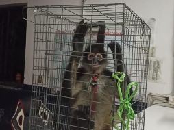 El mono se encontraba en buen estado de salud. ESPECIAL/ Comisaría de Guadalajara