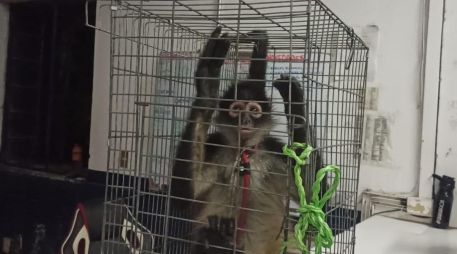 El mono se encontraba en buen estado de salud. ESPECIAL/ Comisaría de Guadalajara
