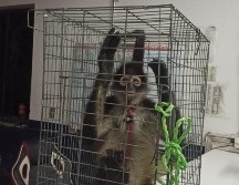 El mono se encontraba en buen estado de salud. ESPECIAL/ Comisaría de Guadalajara