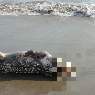 ¡Espeluznante hallazgo! Encuentran cocodrilo decapitado en playa de Vallarta