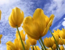 ¡Es momento de decirle a tu novia que la amas con una flor amarilla! Te contamos qué significa y por qué está la tradición de regalar flores amarillas cada 21 de septiembre. Unsplash.
