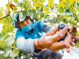 Las berries, entre ellas el arándano (en la foto), han ganado un espacio firme en el mercado de consumo. EL INFORMADOR