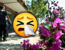 Los tés de hierbas se convierten en las opciones primeras para sanar enfermedades comunes y el de la 