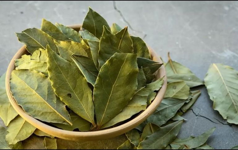 El laurel es un acompañante óptimo del descanso. Foto de okeykat en Unsplash