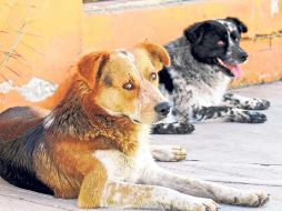 Se presentará una iniciativa para generar espacios en los mercados municipales para las mascotas. EL INFORMADOR/ ARCHIVO