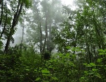 El bosque de maple de Jalisco es una joya de la naturaleza. ESPECIAL/ Gobierno de Jalisco