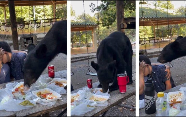 El momento en el que el oso devora el desayuno de la familia.
