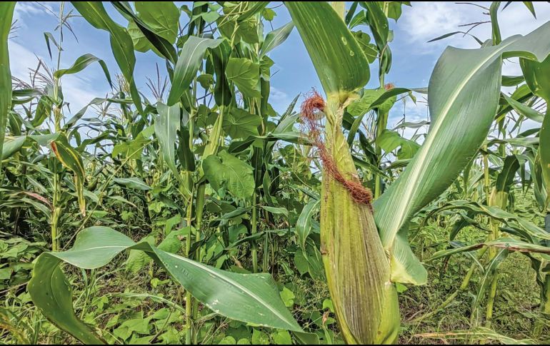 En el Día del Maíz, el Gobierno de México, con la presencia de la Secretaría de Cultura, Alejandra Fraustro, y otros funcionarios, reafirmó este viernes su respaldo al decreto presidencial en contra del maíz transgénico procedente de Estados Unidos. EL INFORMADOR/ ARCHIVO.