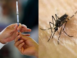 La infección por el virus del dengue suele producir síntomas similares a los de la gripe, pero en algunas ocasiones puede evolucionar a cuadros graves de la enfermedad, el temido 