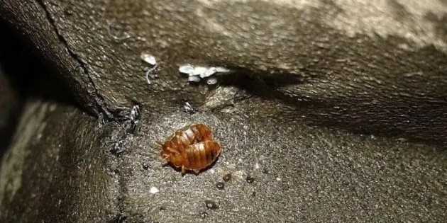 Plaga de chinches en México y París; ¿qué está pasando? | El Informador