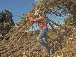 Jalisco consolida liderazgo en sector agroalimentario