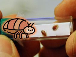 Algunas personas generan una reacción alérgica a la picadura de chinches que puede provocar picazón intensa, ampollas o urticaria. AFP / ARCHIVO