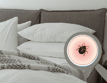 Son animales tan pequeños que llegan a ser casi imperceptibles, se esconden cerca de donde duermen las personas. ESPECIAL