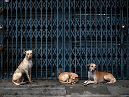 La sobrepoblación de perros y gatos en situación de calle, constituye, entre muchos otros, un problema de salud pública grave para los ayuntamientos. AFP / ARCHIVO